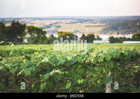 Sonnenuntergang auf der Zeilen einer Vinyard in Upstate New York Stockfoto