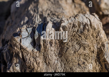 Nahaufnahme von versteinertem Holz in den versteinerten Wald der Stümpfe in den Bisti De-Na-Zin Wilderness / in der Nähe von Farmington, New Mexico, USA Stockfoto