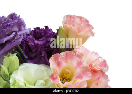 Blumenstrauß aus den weißen, rosa und lila eustoma Blumen auf weißem Hintergrund Stockfoto