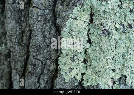 Holz Rinde Textur Nahaufnahme Stockfoto