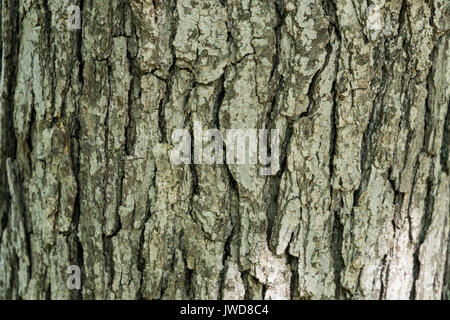 Holz Rinde Textur Nahaufnahme Stockfoto