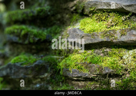 In der Nähe von Moos wachsen auf einer Steinmauer Stockfoto