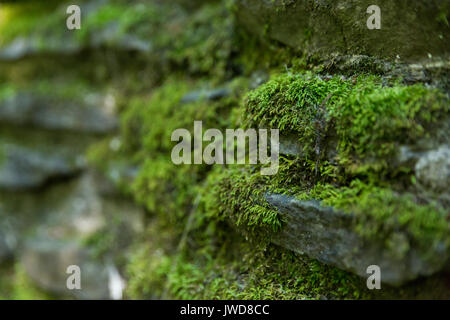 In der Nähe von Moos wachsen auf einer Steinmauer Stockfoto