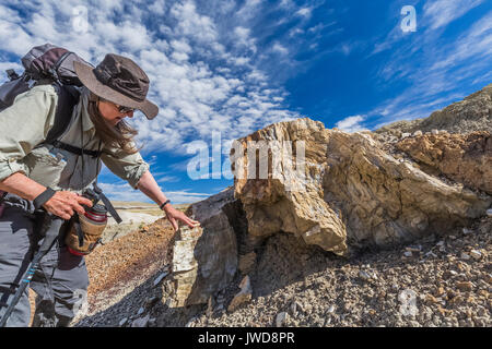 Karen Rentz Prüfung einem Baumstumpf in der versteinerte Wald der Stümpfe in den Bisti De-Na-Zin Wilderness / in der Nähe von Farmington, New Mexico, USA Stockfoto