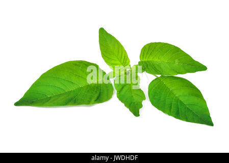 Redroot pigweed (Amaranthus retroflexus) auf weißem Hintergrund Stockfoto