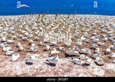 Blick auf der weißen Vögel Gannet colony Nesting auf einer Klippe auf der Insel Bonaventure in Perce, Quebec, Kanada durch Gaspesie, Gaspe Region mit einem Vogel fliegen Stockfoto