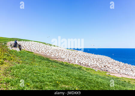 Perce, Kanada - Juni 6, 2017: Leute beobachten Vögel Gannet colony Nesting auf einer Klippe auf der Insel Bonaventure in Quebec, Kanada, Gaspesie, Gaspe region Stockfoto