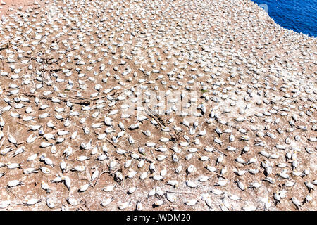 Blick auf weißen Vogel Gannet colony Nesting auf einer Klippe auf der Insel Bonaventure in Perce, Quebec, Kanada durch Gaspesie, Gaspe region Stockfoto