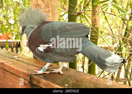 Erstaunliche tropische Vögel aus der ganzen Welt Stockfoto