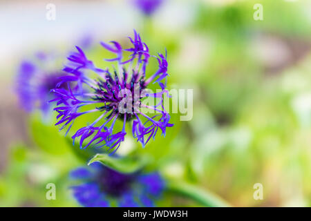 Makro Nahaufnahme der blaue Kornblume Blume in der Wiese, Detail und Textur wachsende Stockfoto