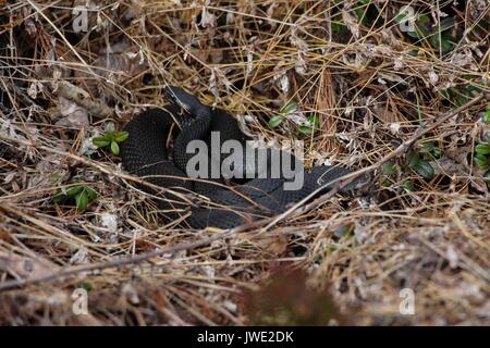 Eine große schwarze Schlange liegt in einem Gewirr in das trockene Gras gerollt. Nur der Frühling ist gekommen und es ist nicht so lange her, es wurde nach einem langen Winter' Stockfoto