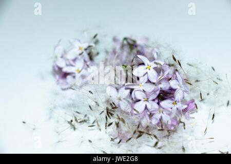 Lila Blumen und Löwenzahn Samen auf einem weißen Hintergrund. Eine gute Kombination, die Blumen scheinen unter einem weichen Quilt von Federn. Stockfoto