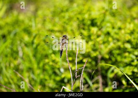 Eine Libelle sitzt auf einem trockenen Zweig eines Baumes. Die Farbe der Dragonfly ist leicht bräunlich. Sie flog auf einer Lichtung mitten im Wald. Es ist Stockfoto