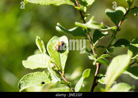 Ein kleiner roter Käfer Käfer mit schwarzen Punkten auf seinen Flügeln sitzt auf einem Stück Holz. Die Lichtung leuchtet durch die Sonne und es gibt eine Menge von Insekten gibt. V Stockfoto