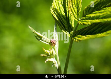 Es gibt viele crimson Büsche im Wald im Wald wachsen. An eine dieser Buchsen, auf dem Blatt war nicht einer großen Spinne eines interessanten colorin Stockfoto