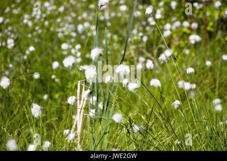 Glade von Blumen im Wald wie ein Löwenzahn Feld und gehört zur Familie der Astrope. Wachsen am Wasser in sehr großen Stückzahlen. Stockfoto