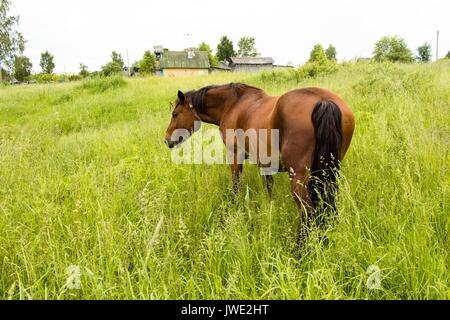 Das Pferd auf der Wiese im Dorf Spaziergänge auf die Wiese und frisst es. Sehr schöne und majestätische Tier braun. Stockfoto