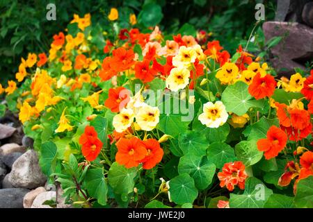 Von Milchkühen, Rot, in verschiedenen Farben, diese schöne Blume wächst in einem Garten auf einem umzäunten Mauer aus Stein. Stockfoto
