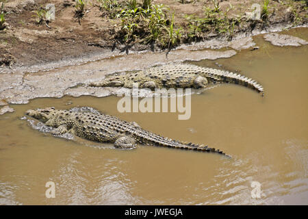 Nil Krokodile Sonnen am Ufer des Mara River, Masai Mara, Kenia Stockfoto