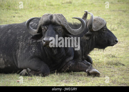 Kapstadt Büffel liegend auf dem Boden aufliegt, Masai Mara, Kenia Stockfoto