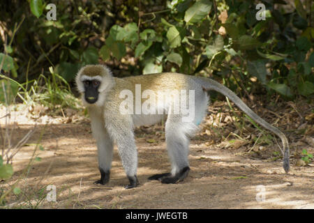 Männliche schwarze - meerkatze mit Blatt in den Mund konfrontiert, Masai Mara, Kenia Stockfoto