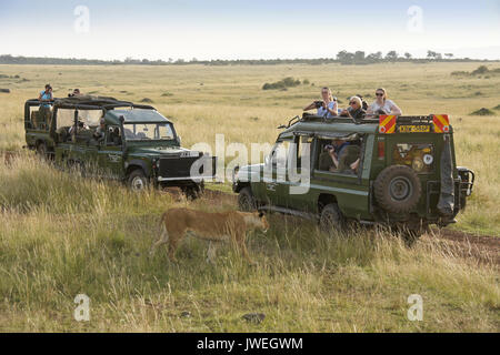 Löwin Wanderungen in Safari Fahrzeuge, Masai Mara, Kenia Stockfoto