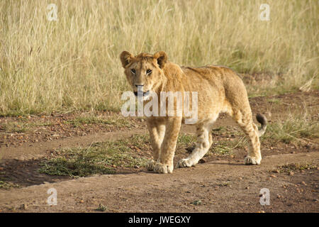 Neugierig lion Cub zu Fuß im Straßenverkehr, Masai Mara, Kenia Stockfoto