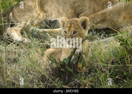 Kleine Löwenjunge spielen mit Zweig, während der Rest der Stolz schläft, Masai Mara, Kenia Stockfoto