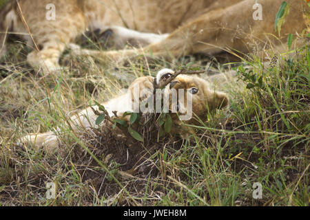 Kleine Löwenjunge spielen mit Zweig, während der Rest der Stolz schläft, Masai Mara, Kenia Stockfoto