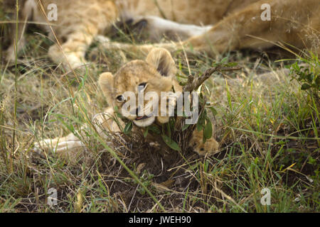 Kleine Löwenjunge spielen mit Zweig, während der Rest der Stolz schläft, Masai Mara, Kenia Stockfoto