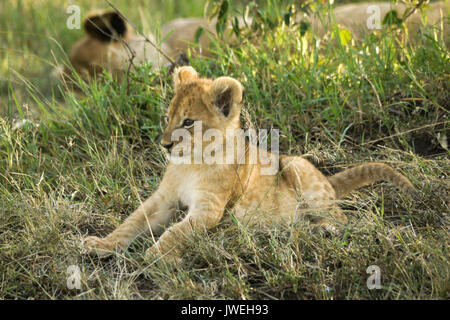 Kleine Löwenjunge wach, während der Rest der Stolz schläft im Schatten, Masai Mara, Kenia Stockfoto