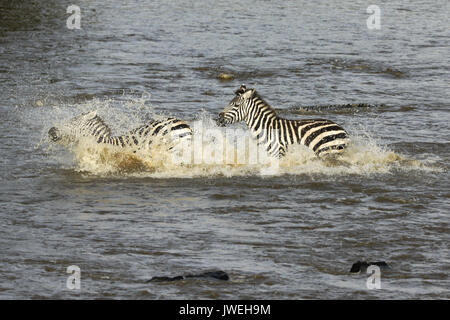 Burchell's (gemeinsame oder Ebenen) Zebras crossing Krokodil - geplagte Mara Fluss, Masai Mara, Kenia Stockfoto