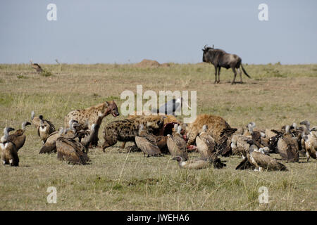 Tüpfelhyänen, Geier, und Marabu Fütterung auf ein Gnus Karkasse, Masai Mara, Kenia