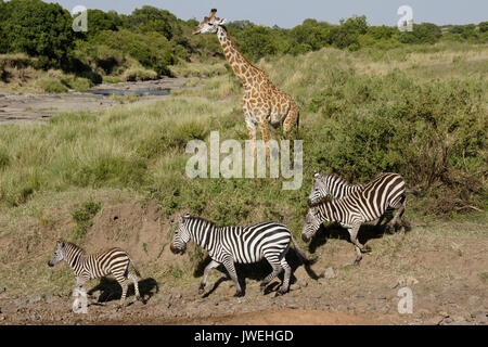Burchell's (gemeinsame oder Ebenen) zebra in Richtung Fluss, während Masai giraffe schaut, Masai Mara, Kenia Stockfoto