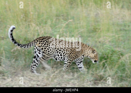 Leopard im hohen Gras, Masai Mara, Kenia Stockfoto