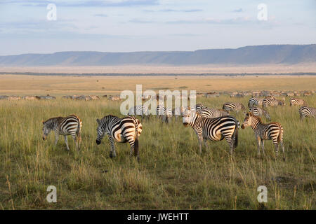 Burchell's (gemeinsame oder Ebenen) zebra Beweidung auf die Tiefebene (Oloololo/Oldoinylo/Siria Escarpment im Hintergrund), Masai Mara, Kenia Stockfoto