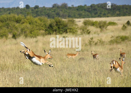 Weibliche impalas Laufen und Springen, Masai Mara, Kenia Stockfoto