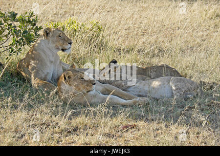 Lion Cubs Krankenpflege während Mütter im Schatten ausruhen, Masai Mara, Kenia Stockfoto