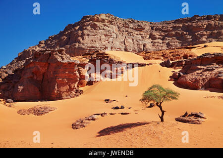 Einzelnen Baum in der Wüste Sahara, Algerien Stockfoto