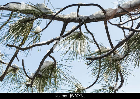 Ponderosa Kiefern, Pinus ponderosa, Nadeln nach einem Schneefall in Ponderosa Grove Campground auf BLM Land in der Nähe von Coral Pink Sand Dunes State Park, Utah, USA Stockfoto