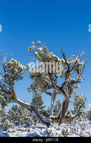 Utah Wacholder, Juniperus utahensis, nach einem Frühling Schneesturm in Ponderosa Grove Campground am Büro des Land-Managements Land in der Nähe von Coral Pink Sand Dunes Stockfoto