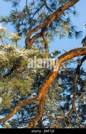 Ponderosa Kiefern, Pinus ponderosa, nach einem Schneefall in Ponderosa Grove Campground auf BLM Land in der Nähe von Coral Pink Sand Dunes State Park, Utah, USA Stockfoto