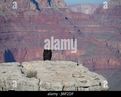 California Condor sitzt auf einem Felsen im Grand Canyon Stockfoto