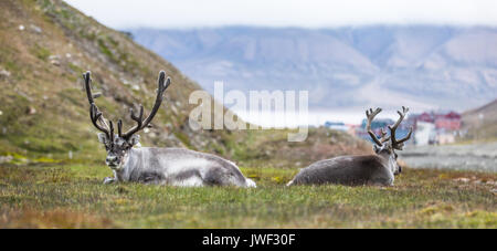 Zwei Rentiere in der Nacht Ruhe vor Longyearbyen, Spitzbergen, Arktis Stockfoto