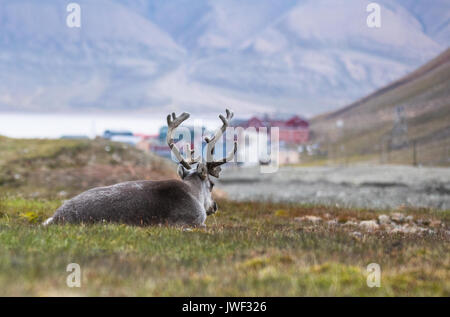 Rentier in der Nacht Ruhe vor Longyearbyen, Spitzbergen, Arktis Stockfoto