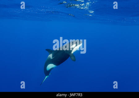 Weibliche orca Schwimmen in der Nähe von der Oberfläche, North Island, Neuseeland. Stockfoto