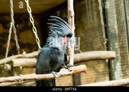 Erstaunliche tropische Vögel aus der ganzen Welt Stockfoto