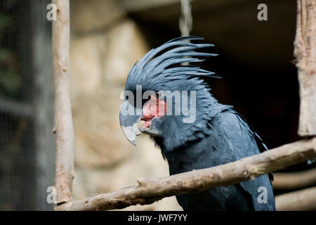 Erstaunliche tropische Vögel aus der ganzen Welt Stockfoto