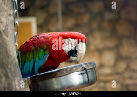Erstaunliche tropische Vögel aus der ganzen Welt Stockfoto