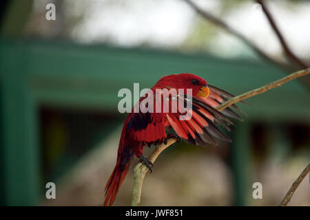 Erstaunliche tropische Vögel aus der ganzen Welt Stockfoto